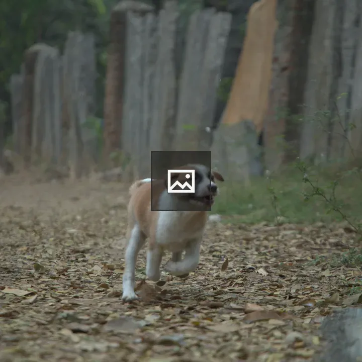Two pups running
