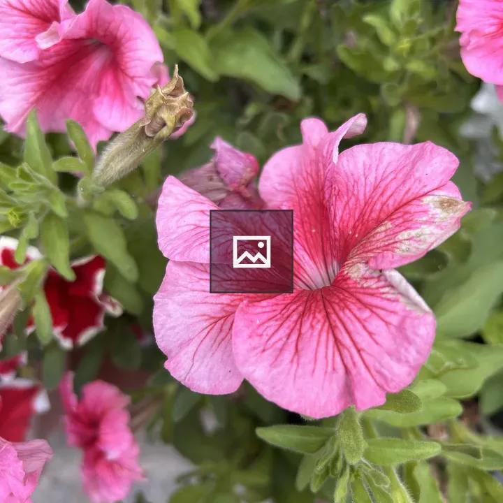 Pink petunia close-up