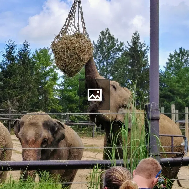 Elephant at the Columbus Zoo