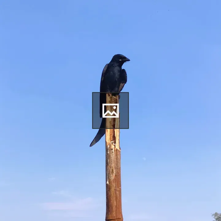 Black Drongo Against Blue Sky