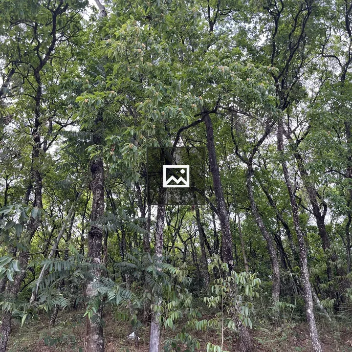 Dense grove of trees