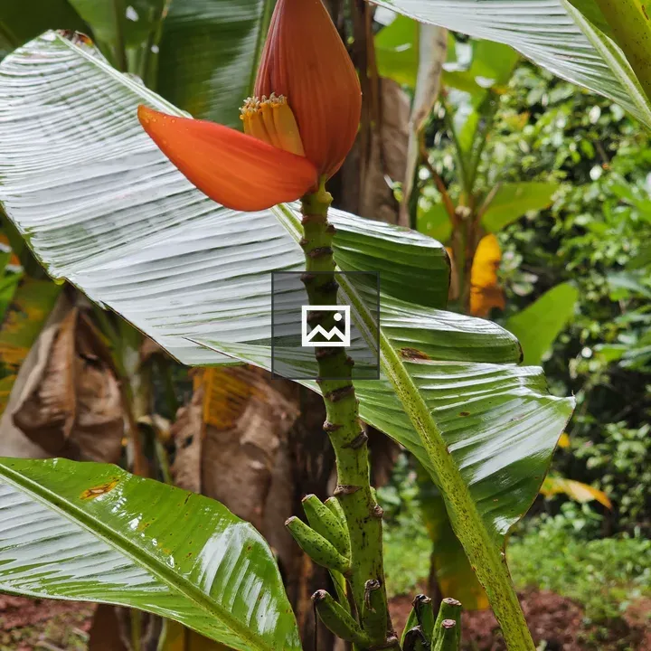 Banana flower with leaves