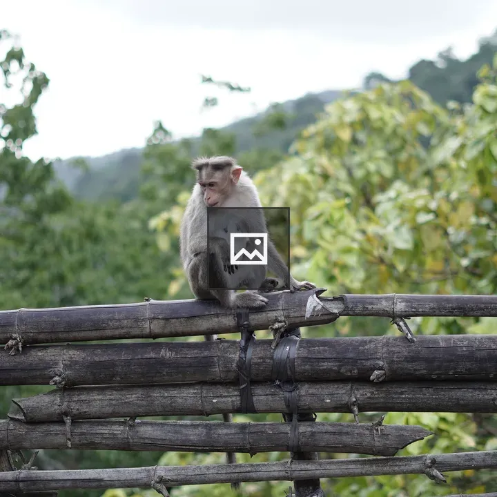 Monkey with sad expression