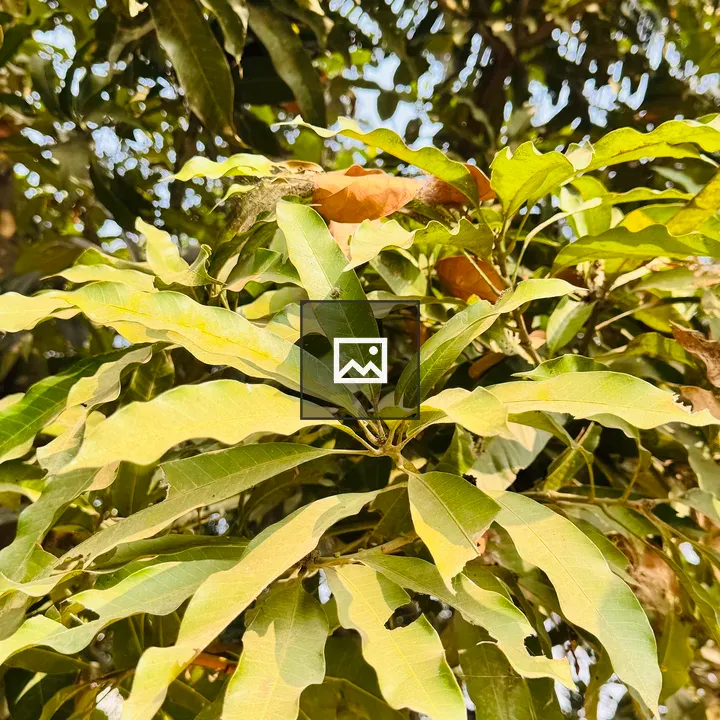 Mango tree leaves close-up