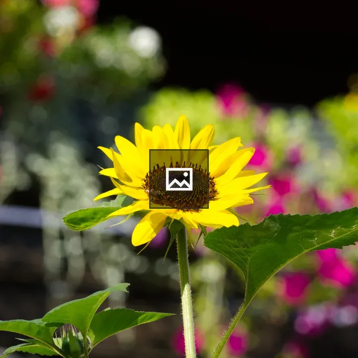 Sunflower with Summer Flowers
