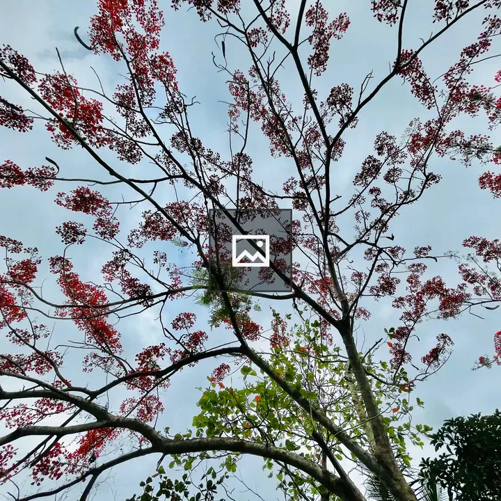 Gulmohar Tree Viewed from Below