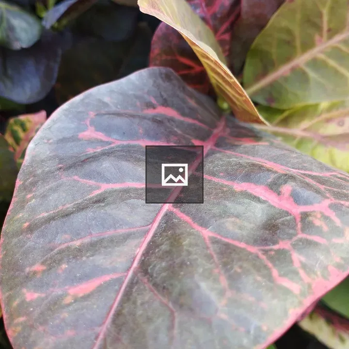 Variegated plant leaf closeup