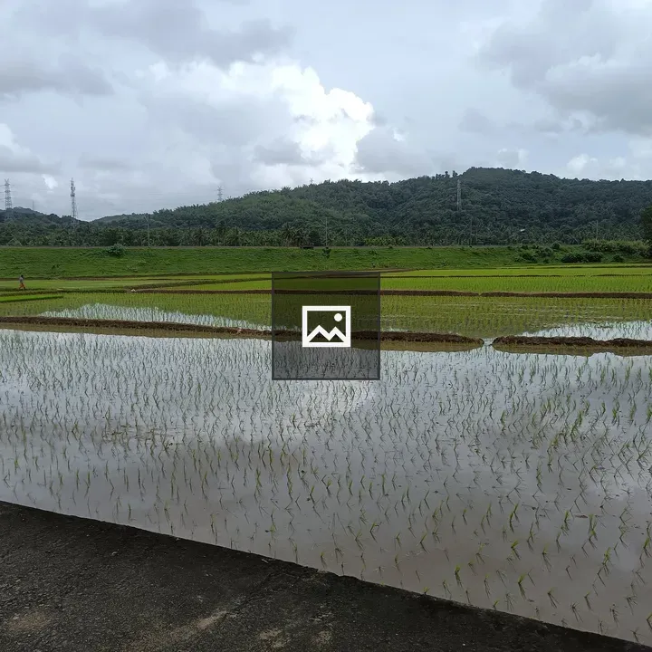 Paddy landscape at planting