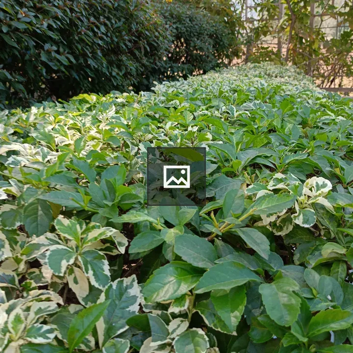 Garden bed with plants