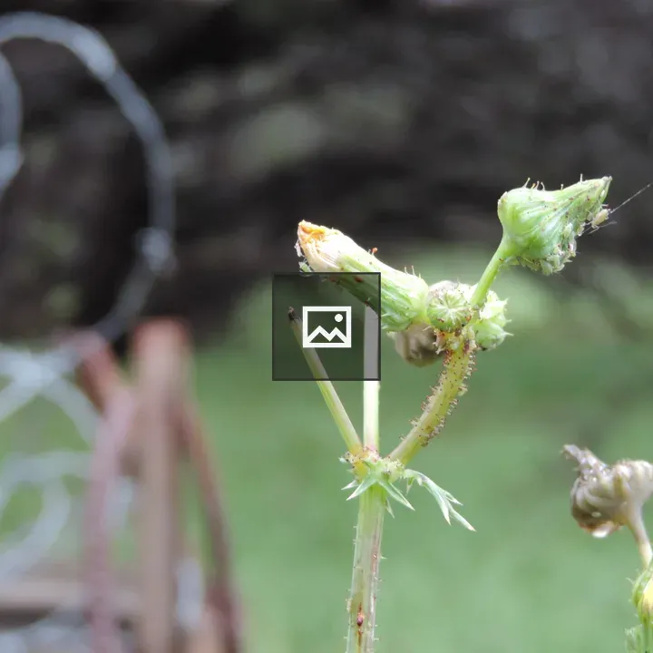 Thistle pods