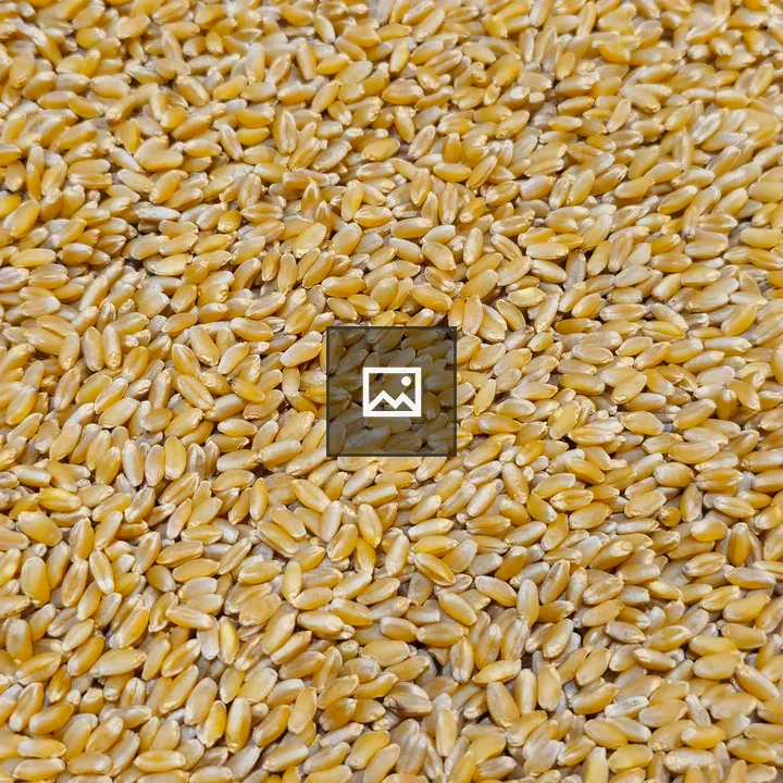 Golden Wheat Grains Close-Up