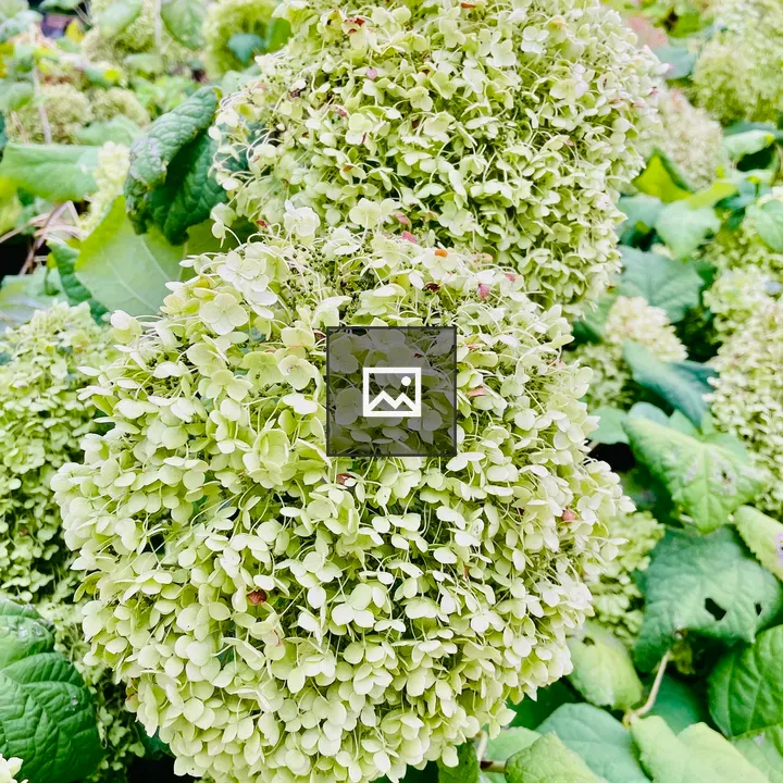 Peegee Hydrangea in Portrait