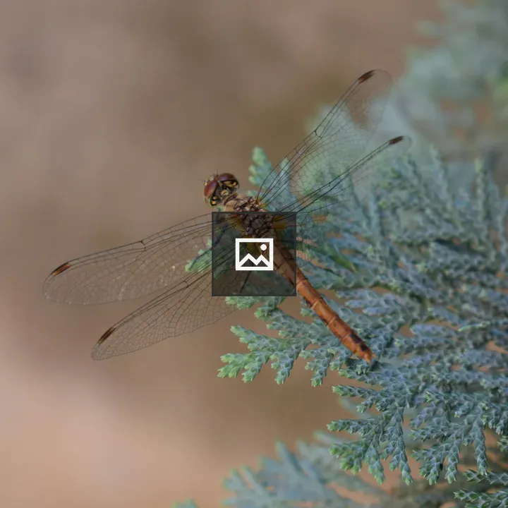 Dragonfly on Pine Branch