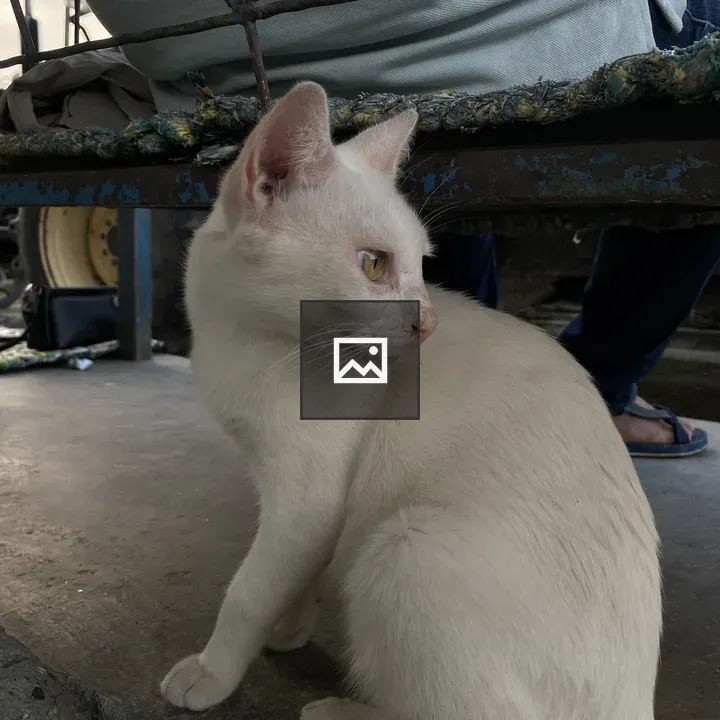 White Cat Looking Over Shoulder