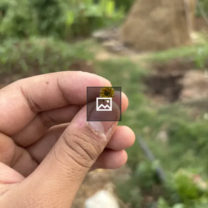 Hand holding yellow flower