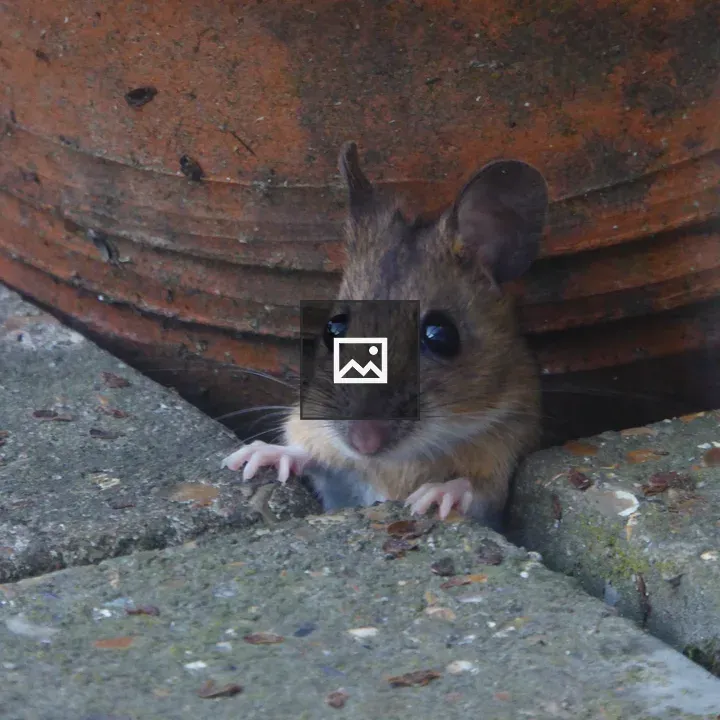 Mouse