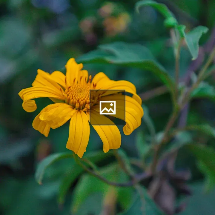 Yellow flower by roadside