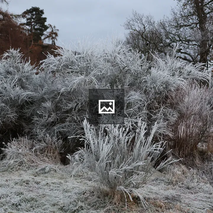 Frosted Cytisus scoparius shrub