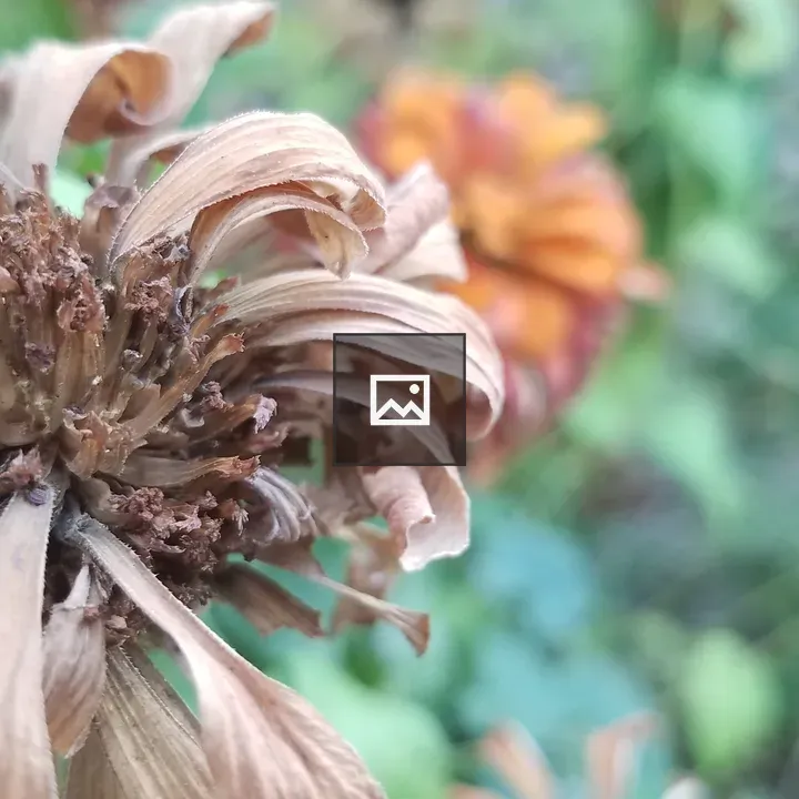 Dried flower