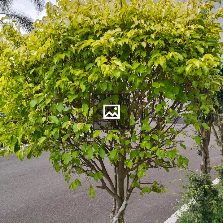 Bush with green leaves in front of a building