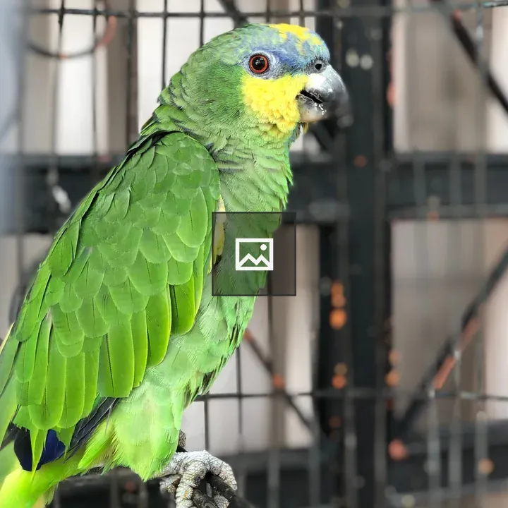 Parrot on a Metal Cage