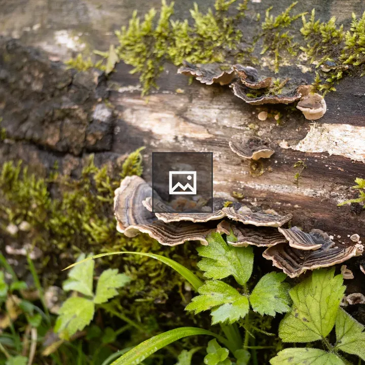Fungi on Mossy Log