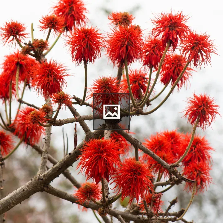 Flowering branch with red blooms