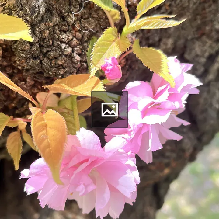 Pink Flowers on Tree Trunk