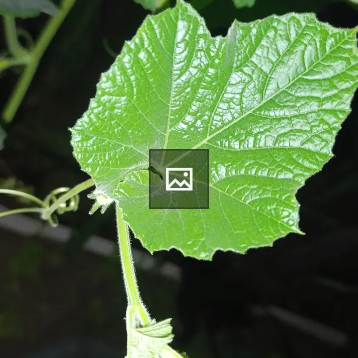 Cucumber leaf close-up