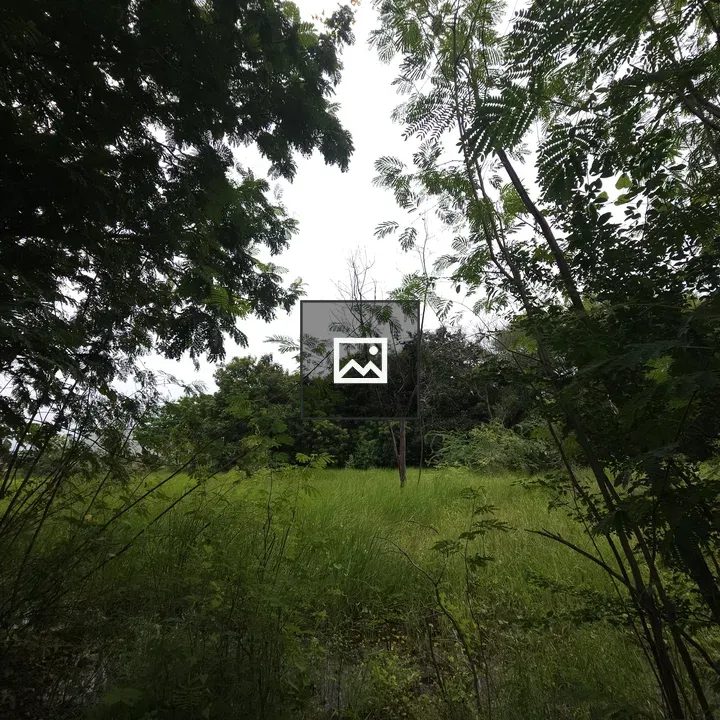 Solitary tree in grassy field