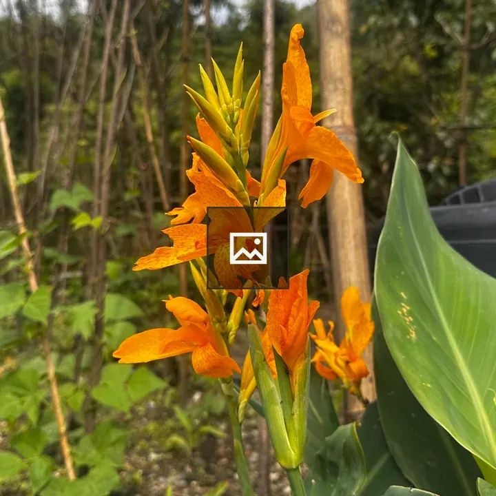 Vibrant orange canna lilies