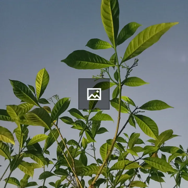 Leaves under the evening sky