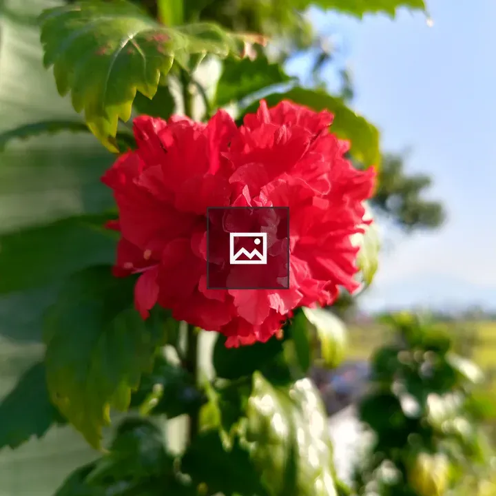 Red flower in green leaves