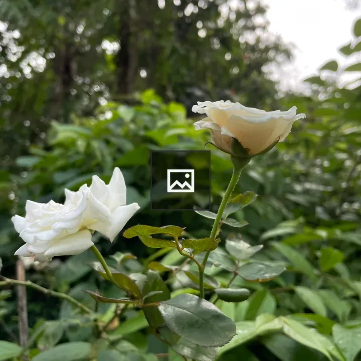 White rose and bud