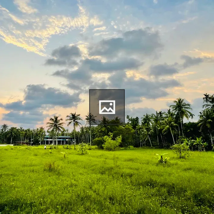 Evening Paddy Field Scene