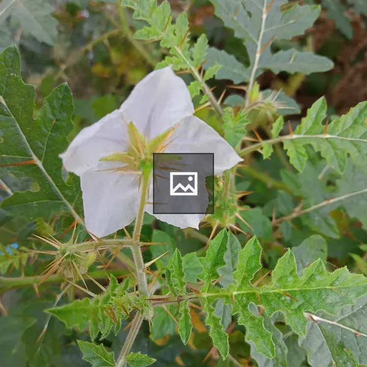 White flower close-up with green leaves