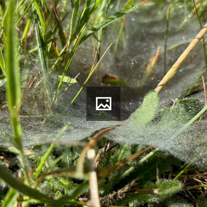 Dewy spider web in grass