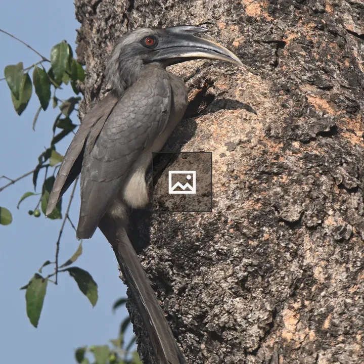 Grey hornbill on tree trunk