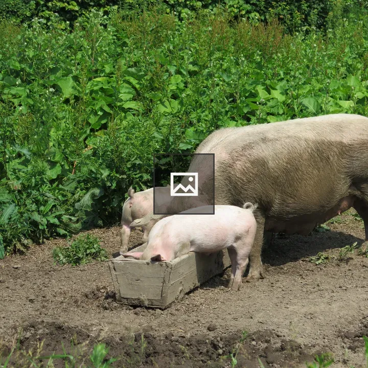 Sow and piglets at trough