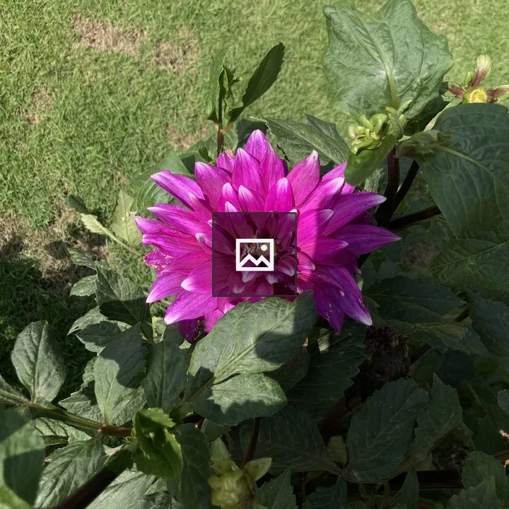 Pink flower among green leaves