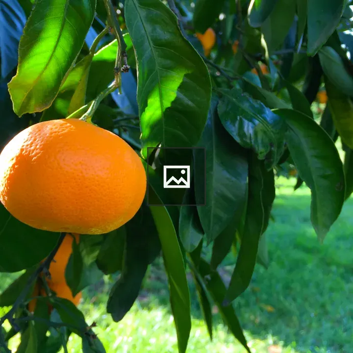 Ripe Satsuma Mandarin On Tree