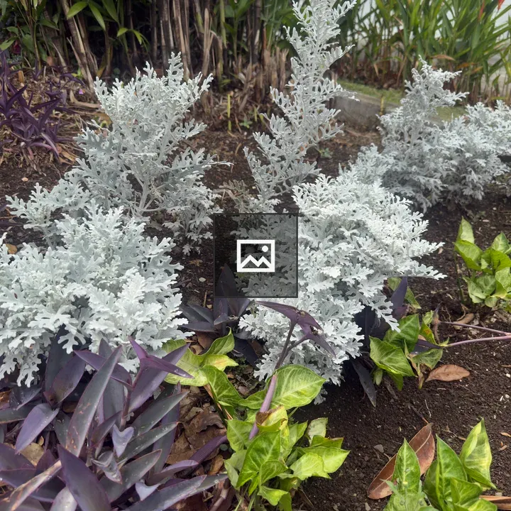 Landscape patch with ornamental plants