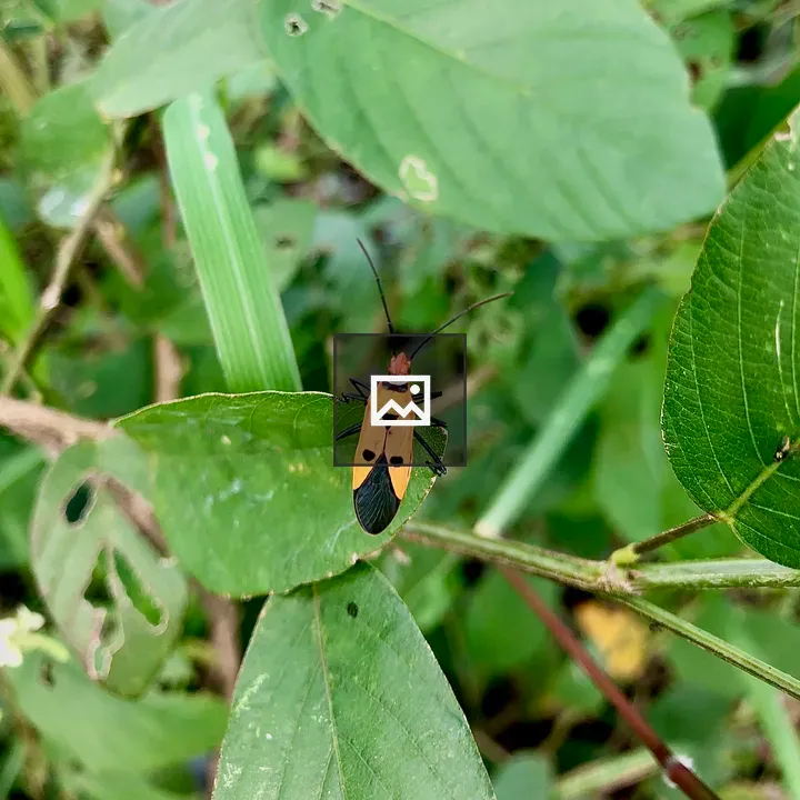 Dysdercus cingulatus