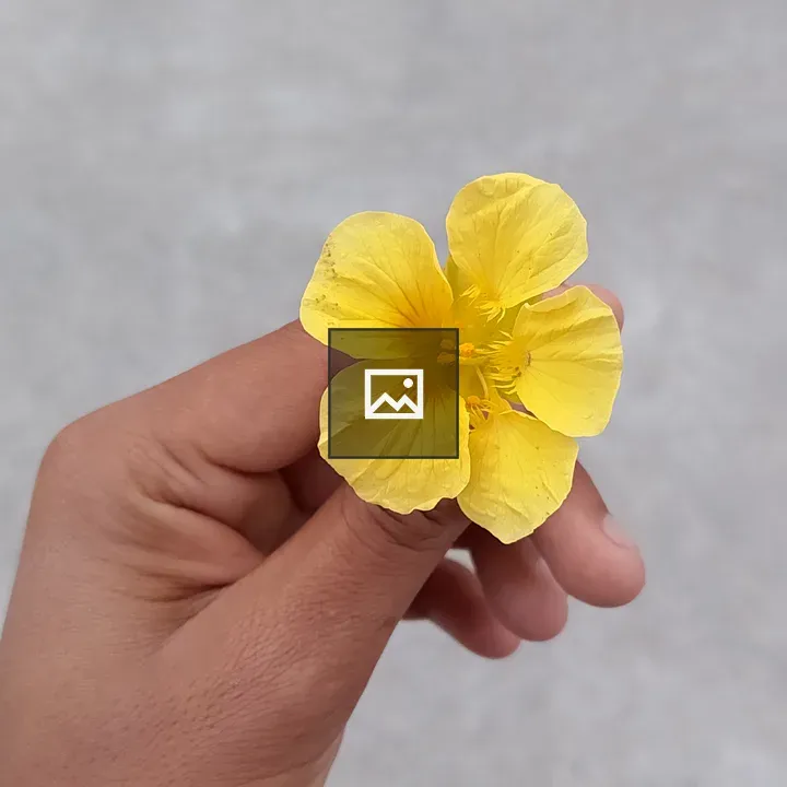 Yellow Flower in Hand