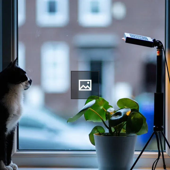 Cat at the Window