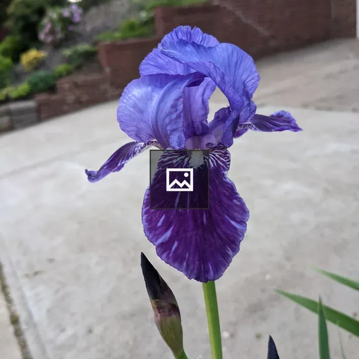 Blue orchid portrait