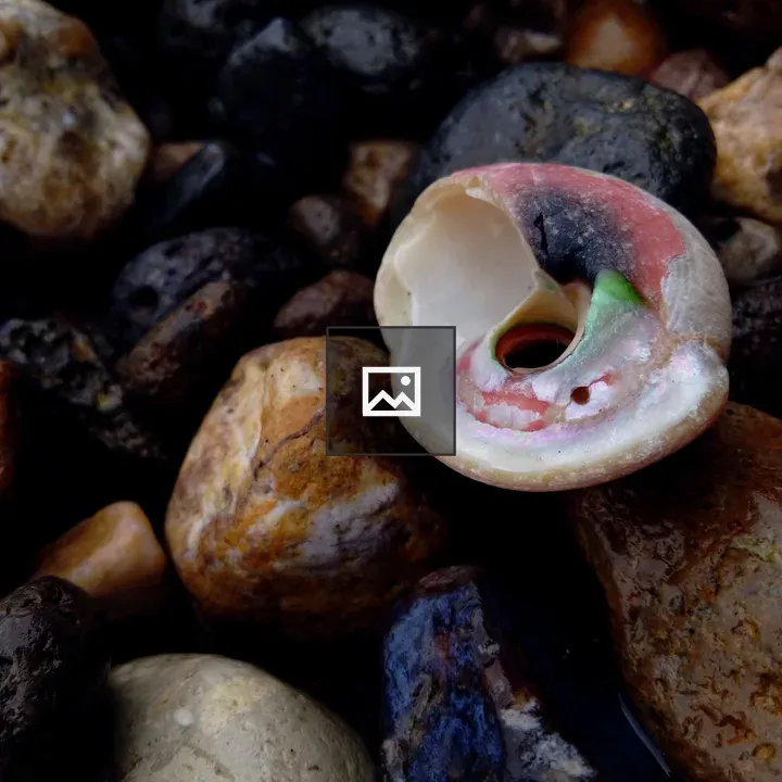Colorful seashell with rocks