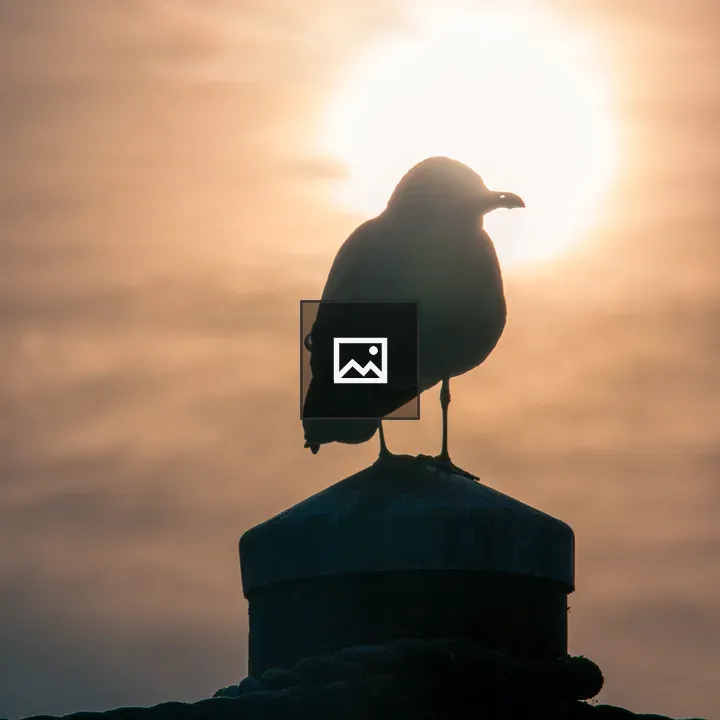 Seagull silhouette at dusk
