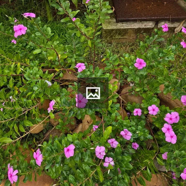 Pink Flower with Green Leaves