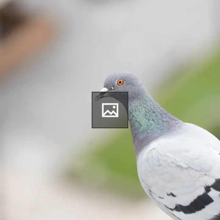Pigeon with gray plumage